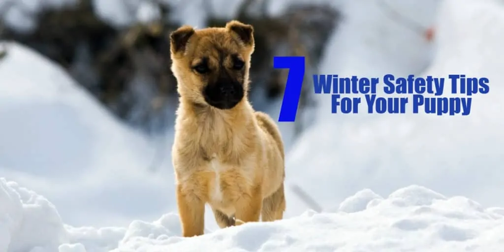 dog-winter-safety-tips