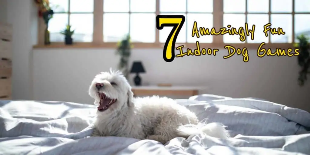 Indoor Dog Games
