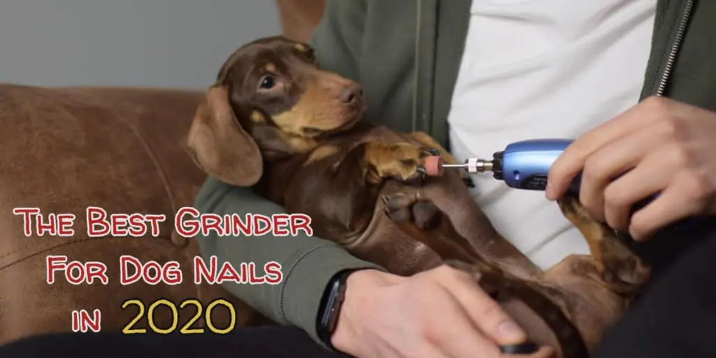 best-grinder-for-dog-nails