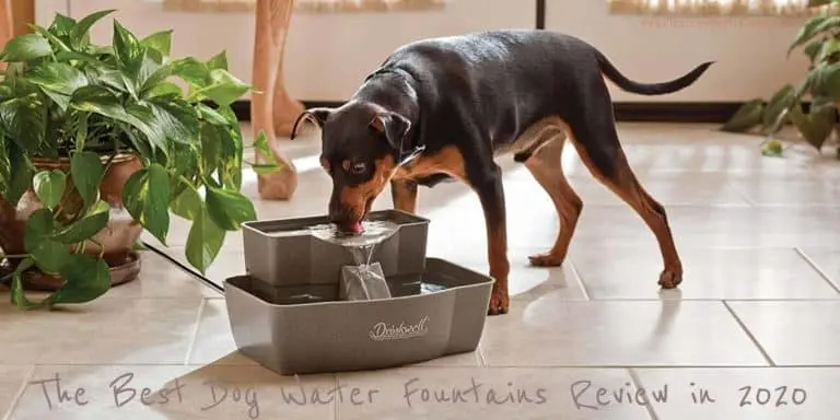 best dog water fountains