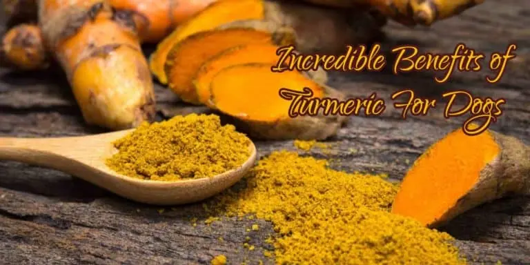 Benefits of Turmeric for Dogs