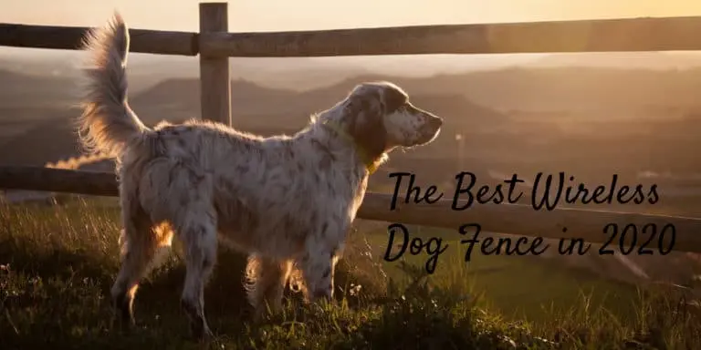 best wireless dog fence