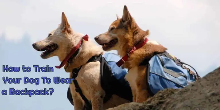how to teach your dog to wearing a Backpack