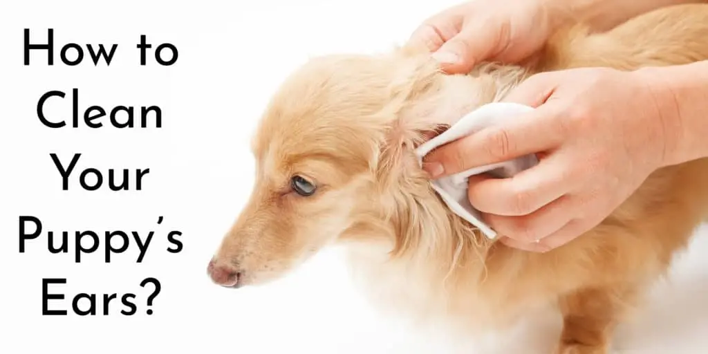 how to clean your dog ears