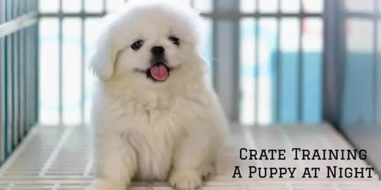 how-to-crate-training-puppy-at-night