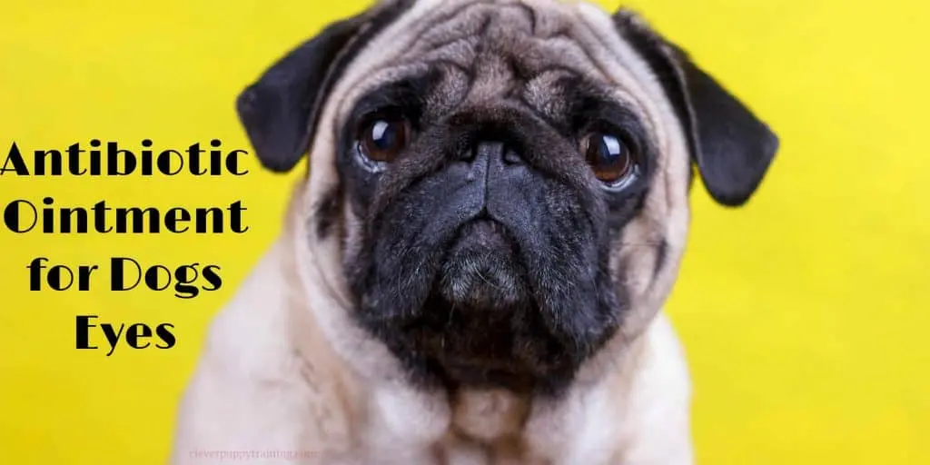 antibiotics ointment for dog eyes