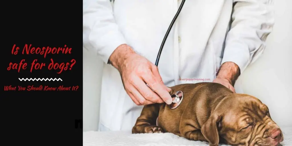 Is Neosporin safe for dogs