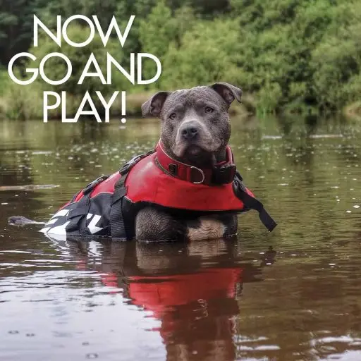 EzyDog Doggy Flotation Device