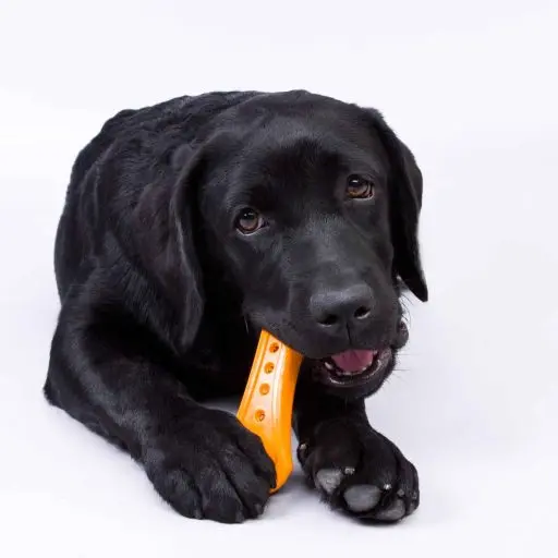 Bacon Flavored Dog Chew Toy