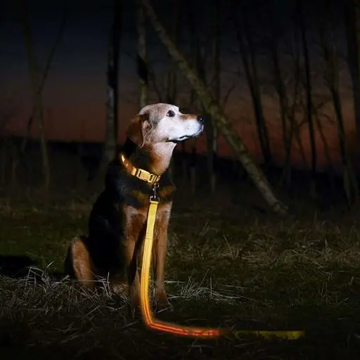 Illumiseen LED Dog Leash - USB Rechargeable