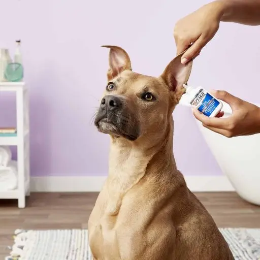 Pet Ear Treatment with Hydrocortisone