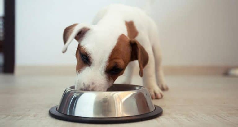 feeding-guidelines-for-your-puppy