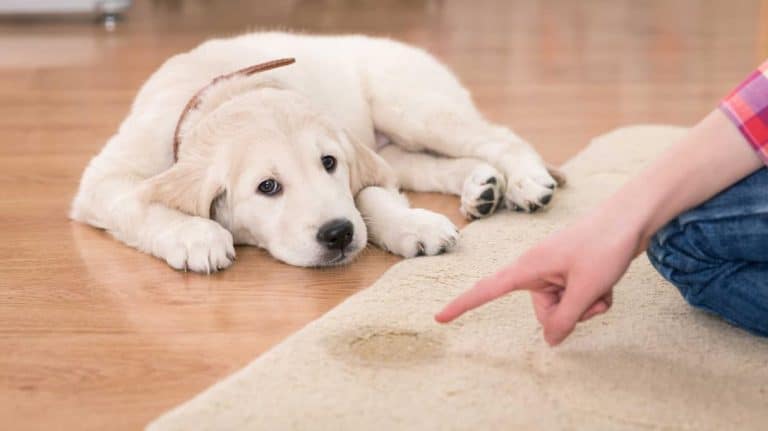 how to potty training your puppy