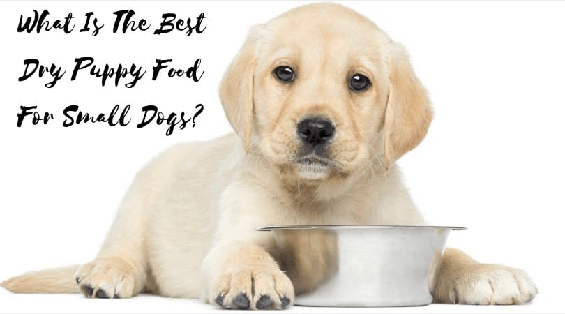 best-dry-puppy-food-for-small-dogs