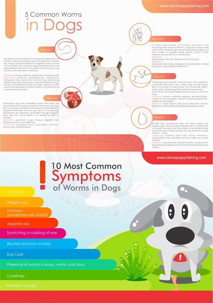 How to Tell if a Puppy has Worms? | CleverPuppyTraining