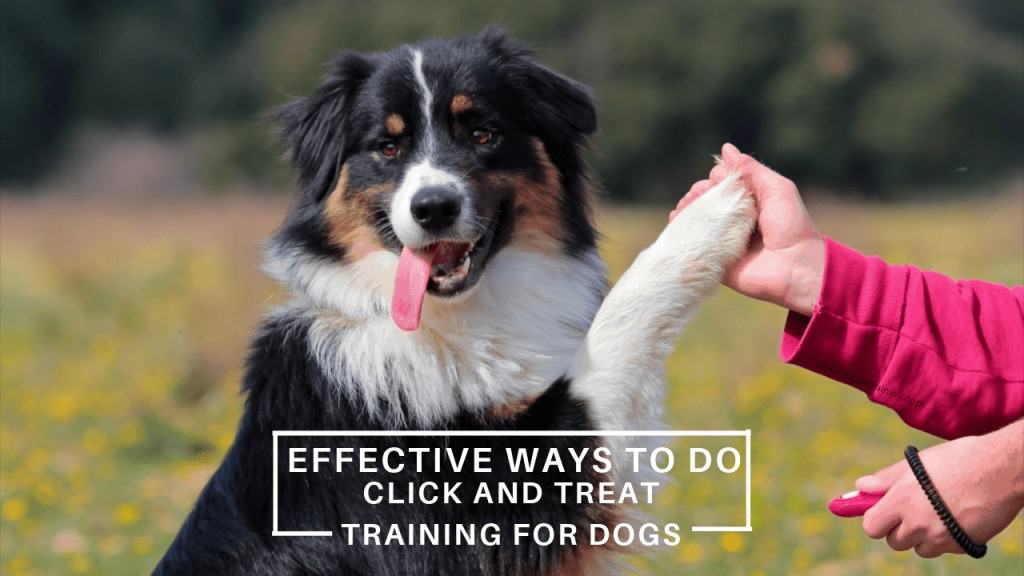 click and treat training for dogs