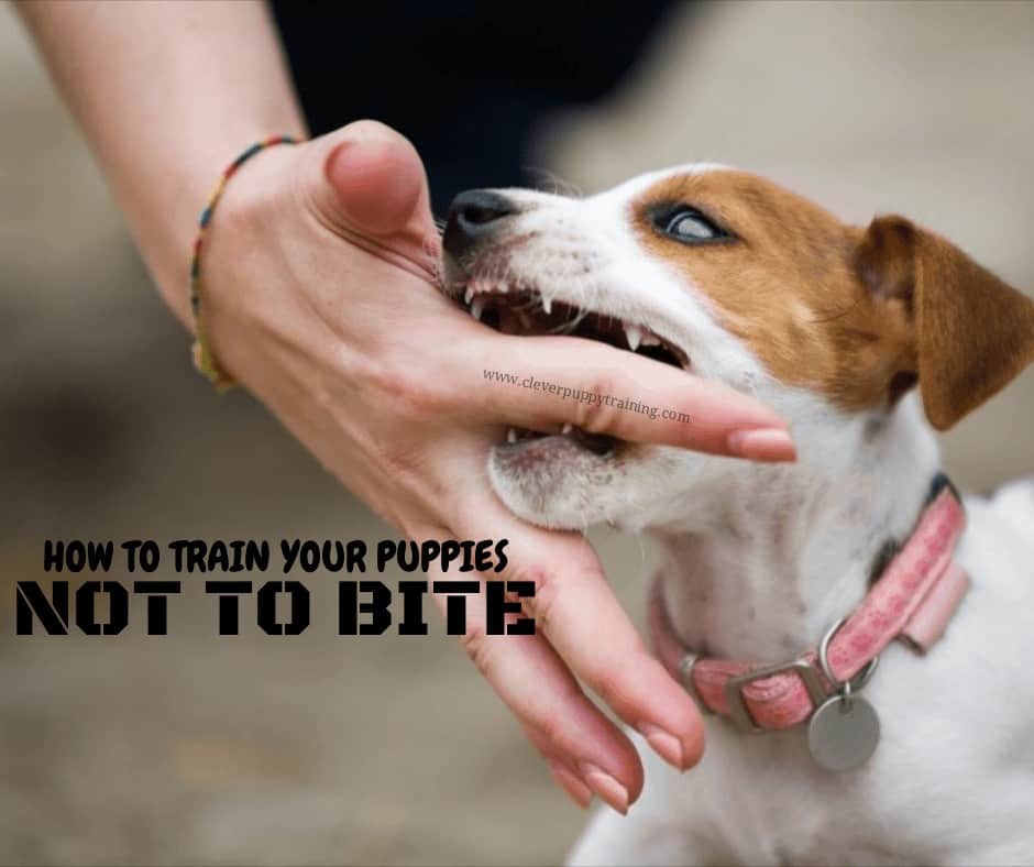train-puppies-not-to-bite