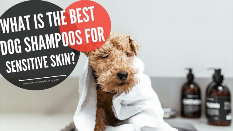 Best Dog Shampoos For Sensitive Skin