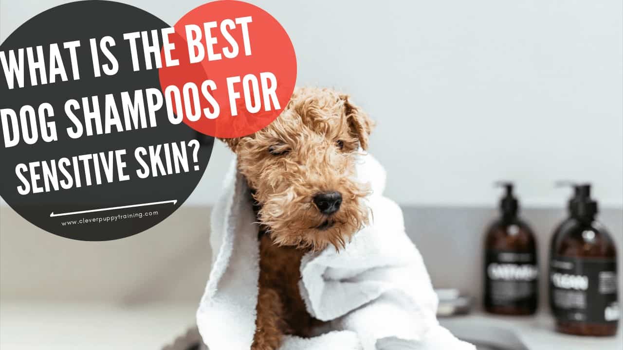 What is the Best Dog Shampoos For Sensitive Skin?