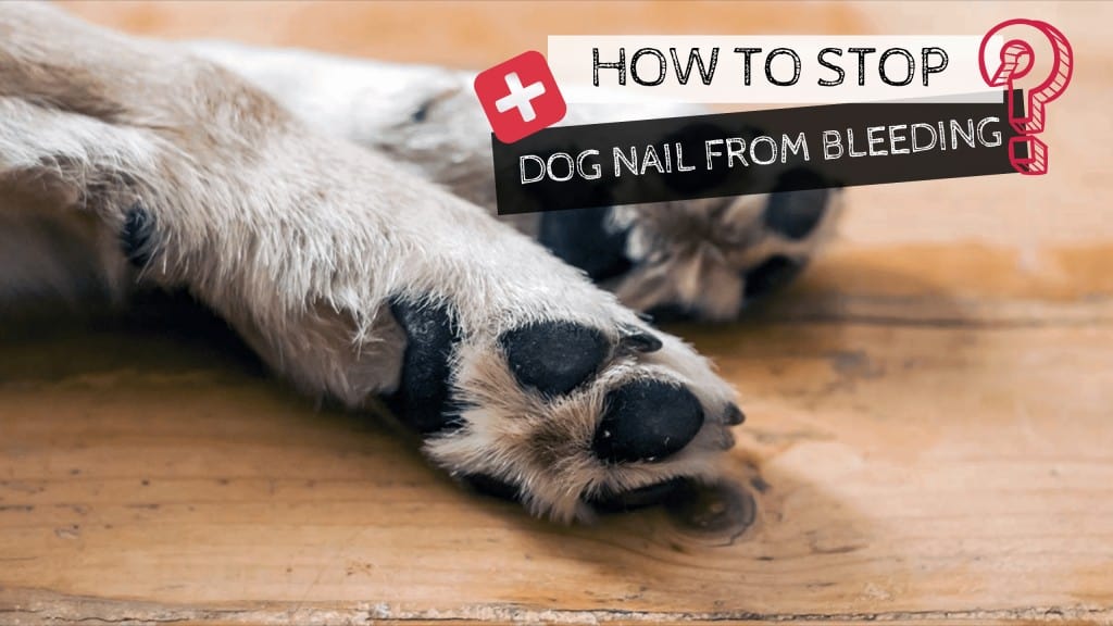 stop dog nail from bleeding