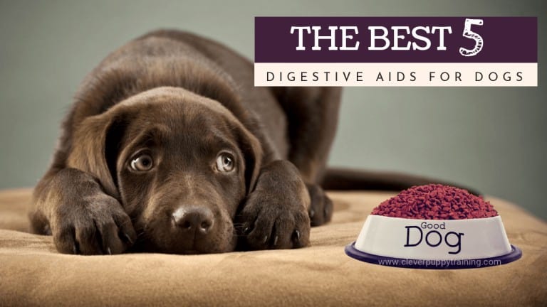 the best five digestive aids for dogs