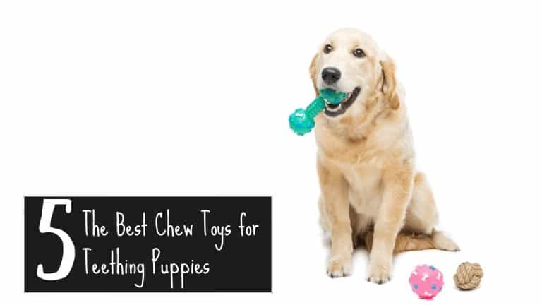 Best Chew Toys for Teething Puppies
