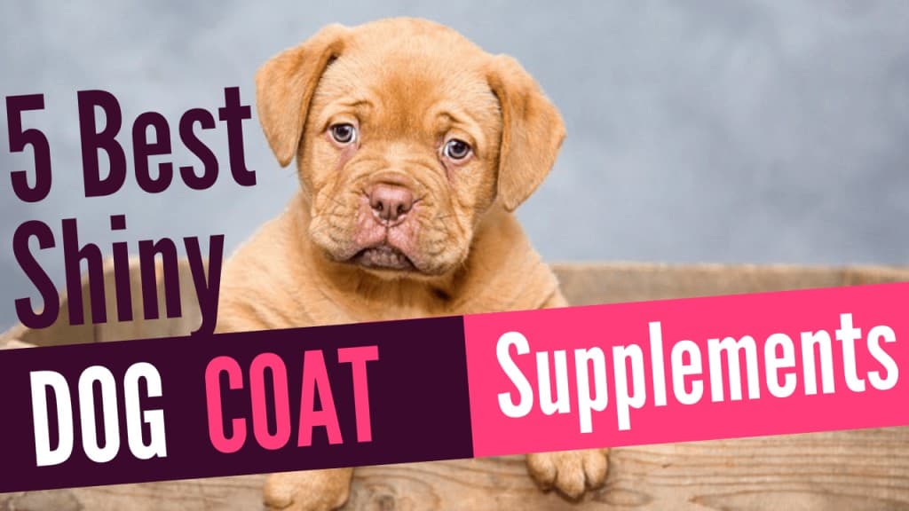 shiny dog coat supplements