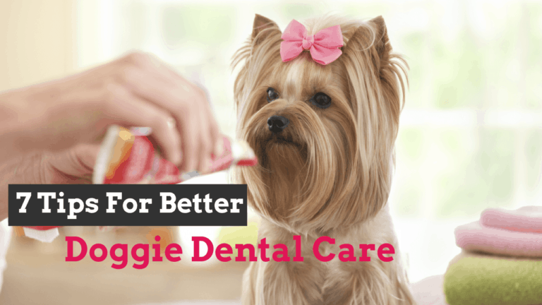 doggie-dental-care