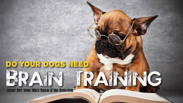 Dogs Brain Training