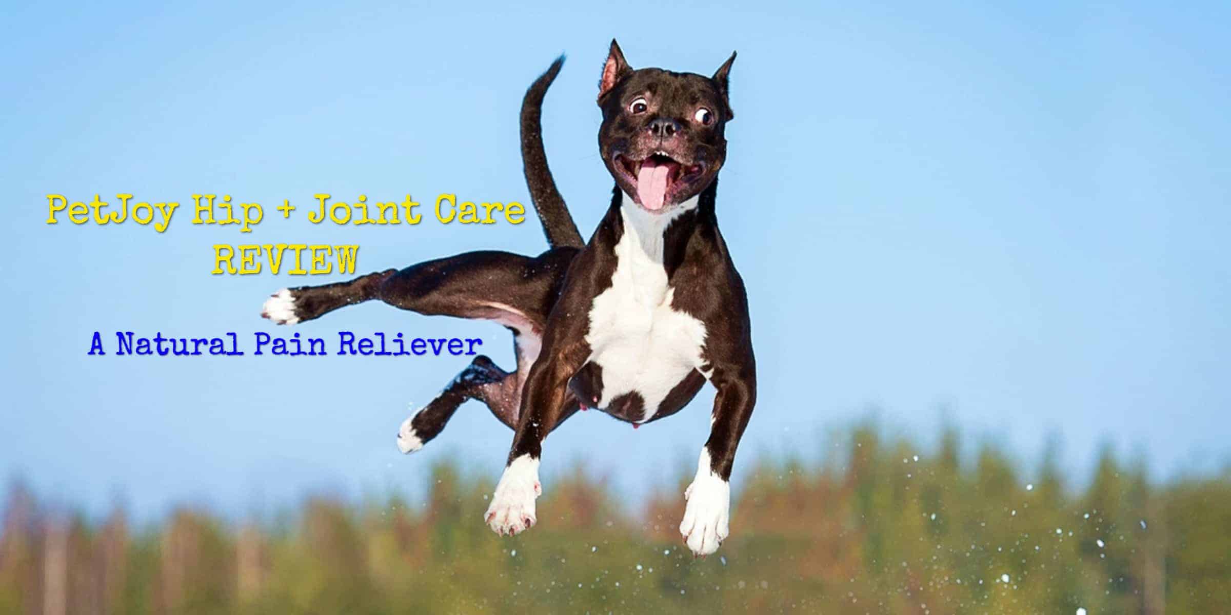 PetJoy Hip + Joint Care Review A Natural Pain Reliever