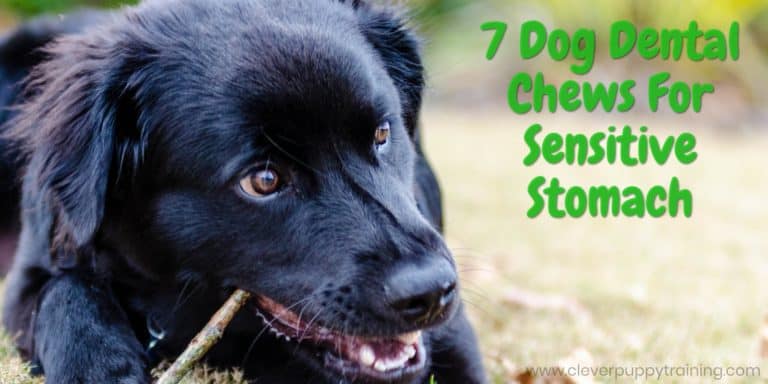 7 Dog Dental Chews For Sensitive Stomach - Safe & Healthy Teeth