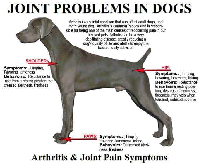 best orthopedic dog bed arthritis