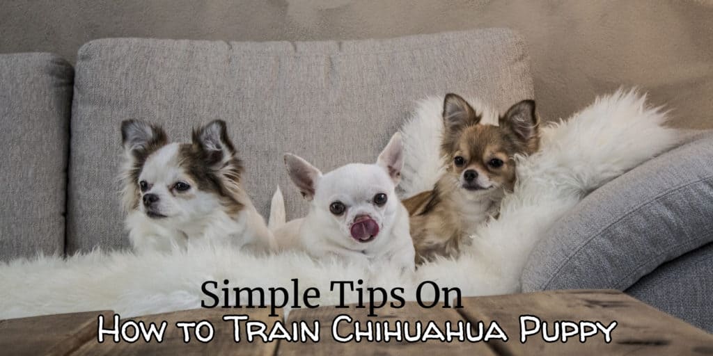 How to Train Chihuahua Puppy