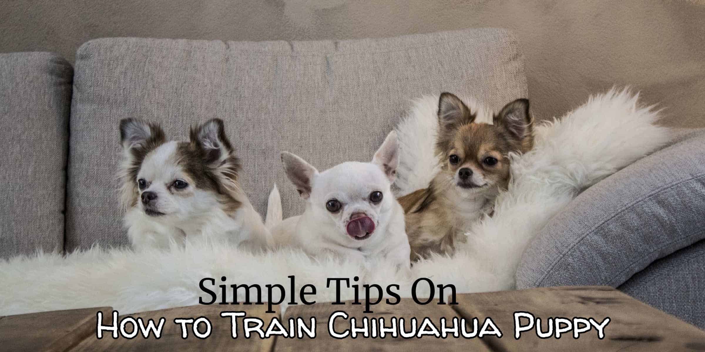 how do you raise a chihuahua puppy