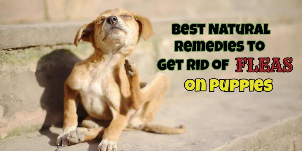 natural-remedies-to-get-rid-of-fleas