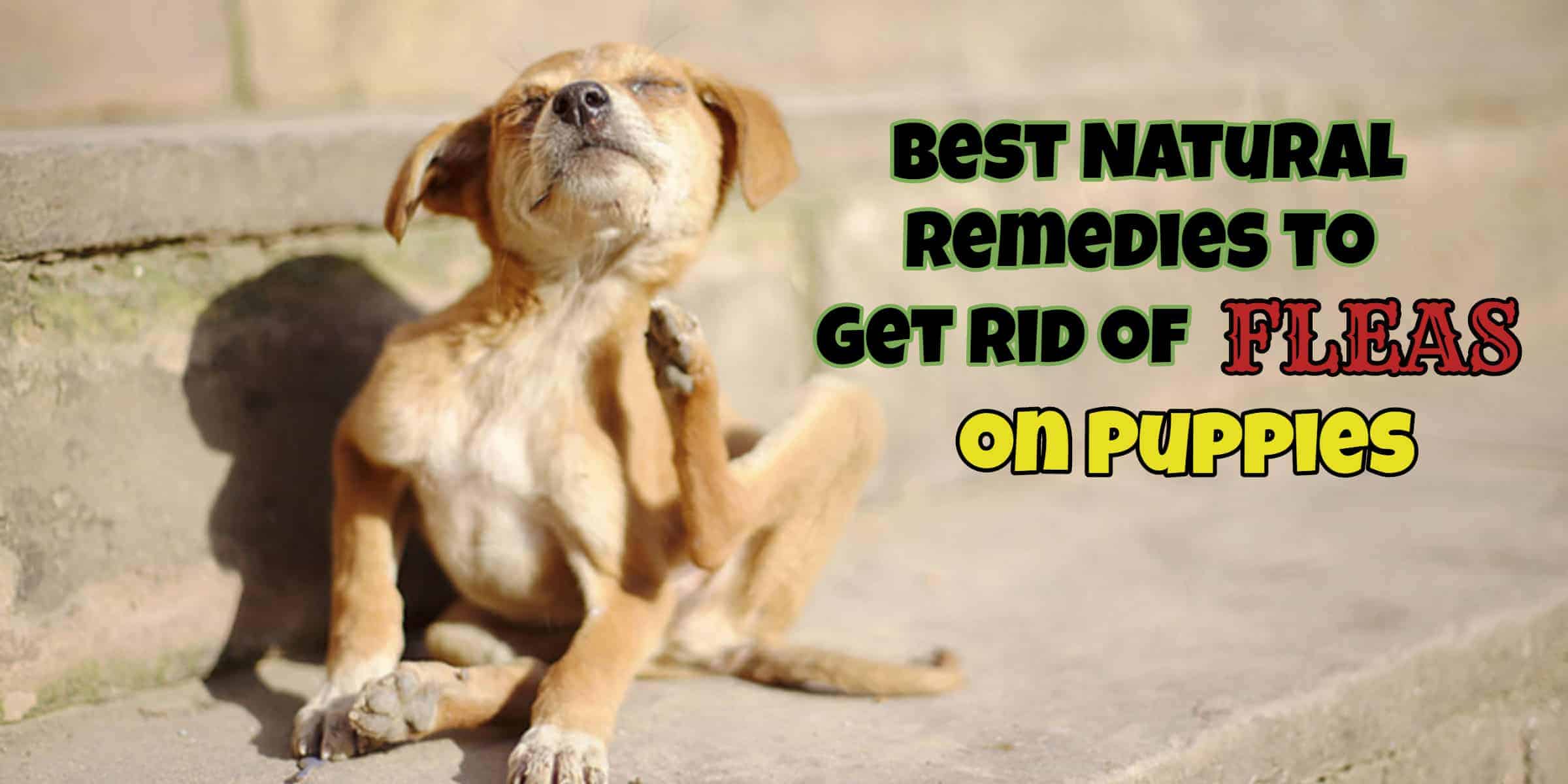 Best Natural Remedies to Get Rid of Fleas on Puppies