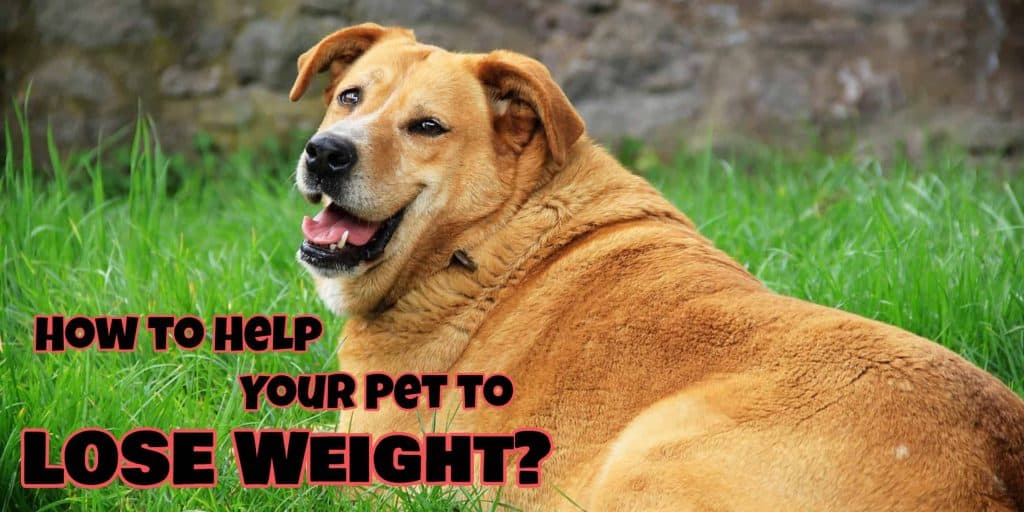pet lose weight