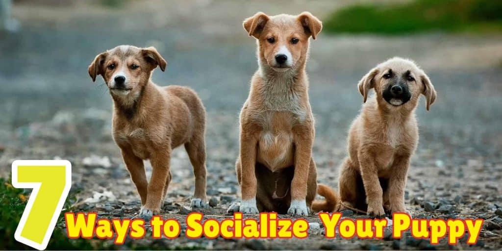 socialize-your-puppy