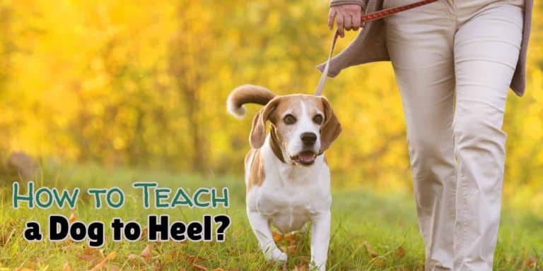 how to teach your dog to heel