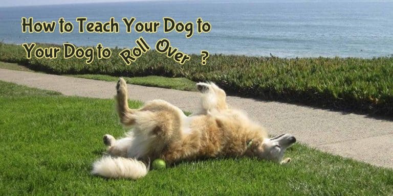 teach your dog to roll over