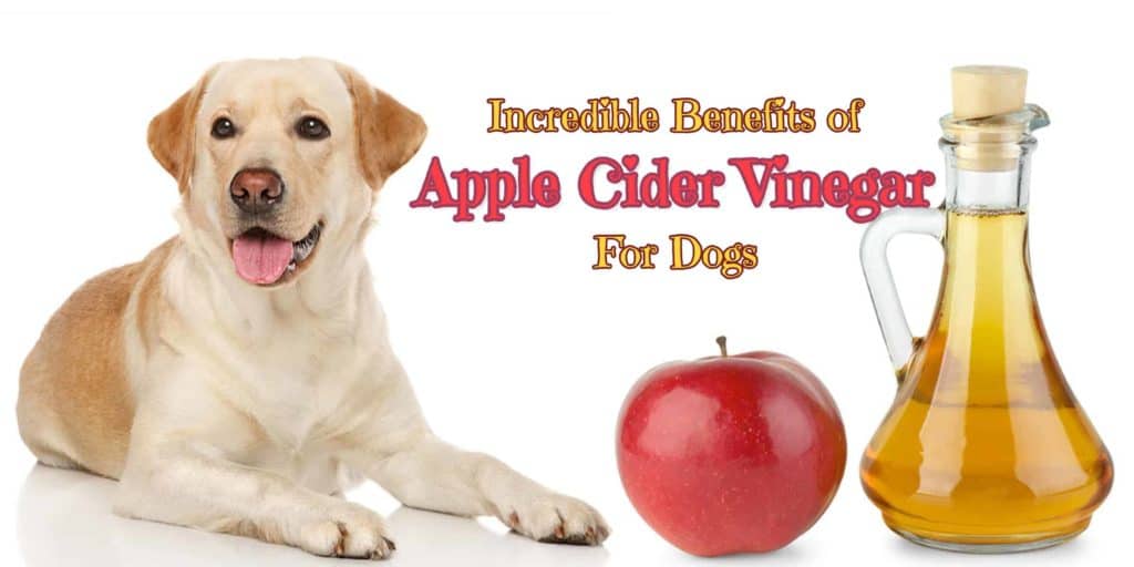 benefits-of-apple-cider-vinegar-for-dogs