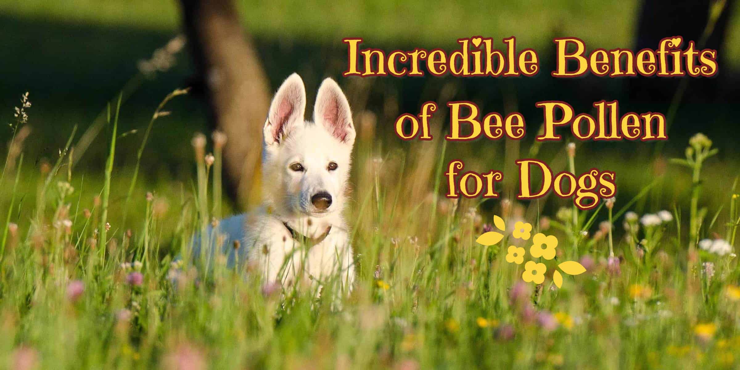 Incredible Benefits of Bee Pollen for Dogs