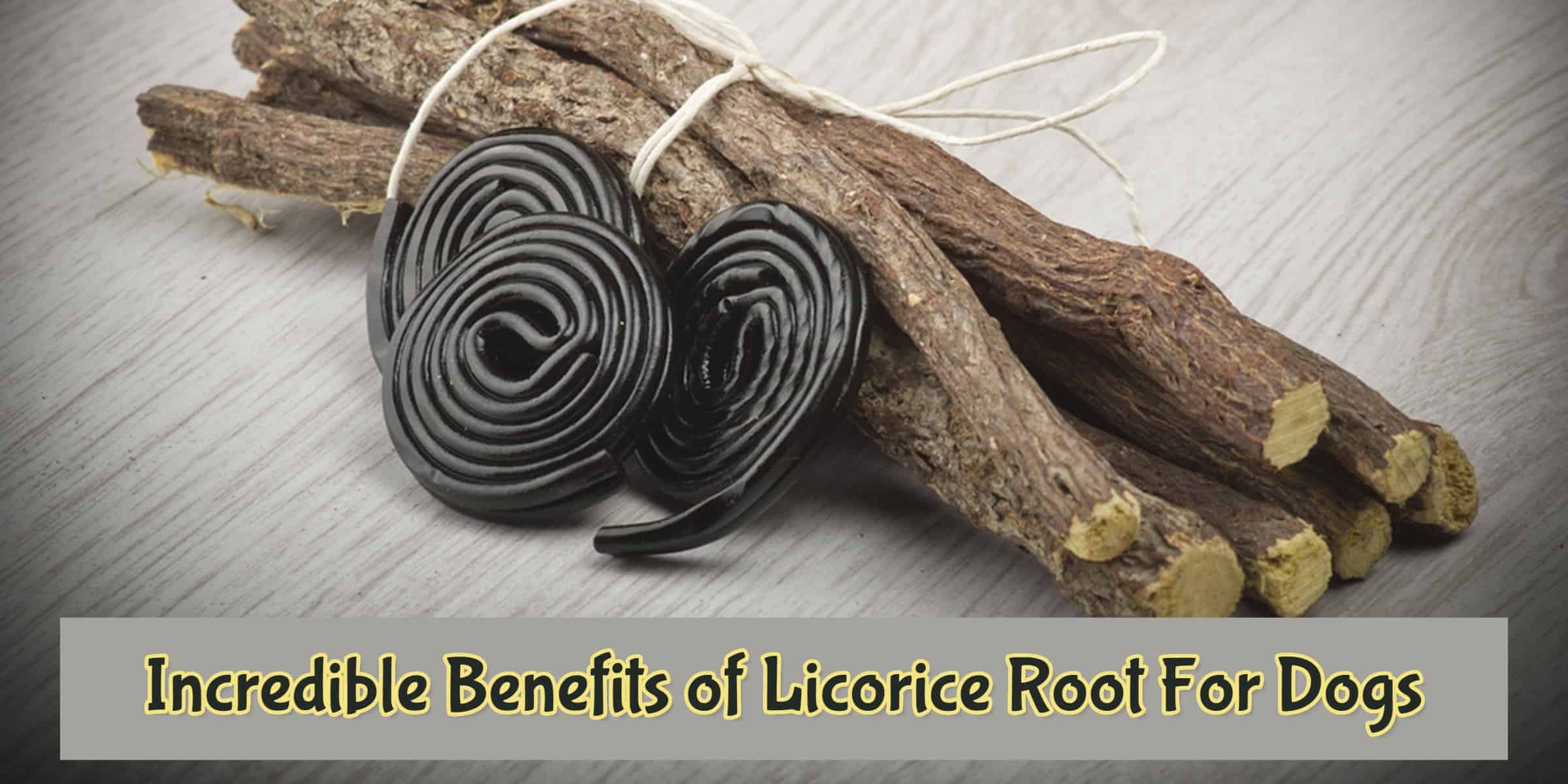 Incredible Benefits of Licorice Root for Dogs