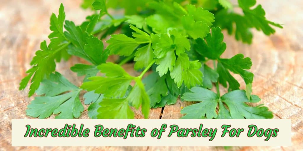 benefit-of-parsley-for-dog