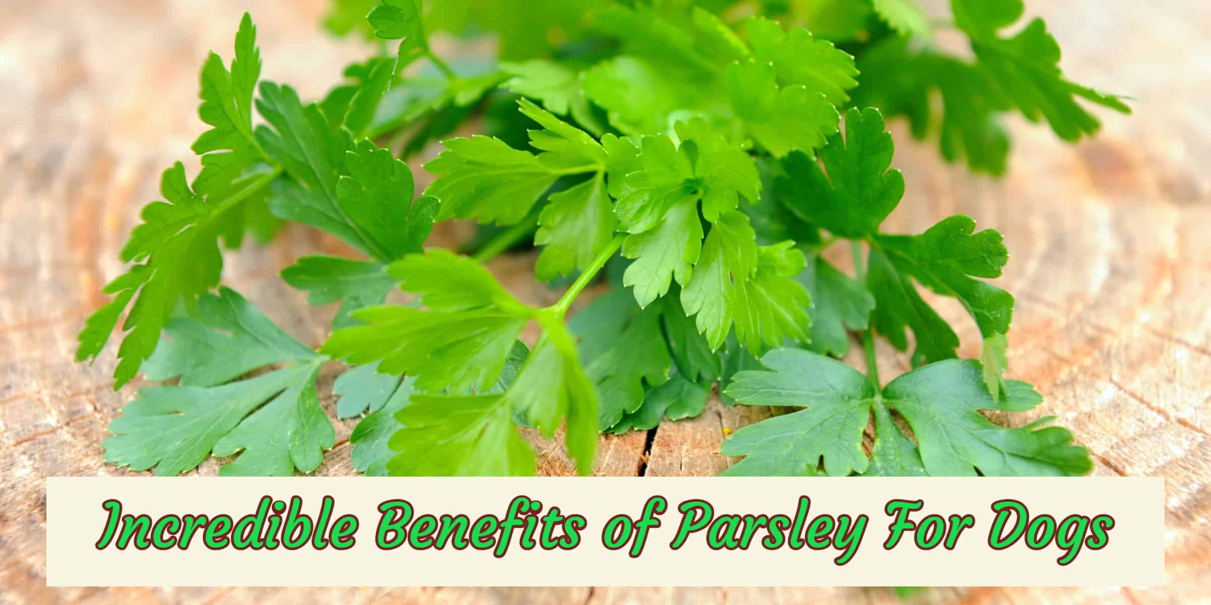 Incredible Benefits of Parsley for Dogs