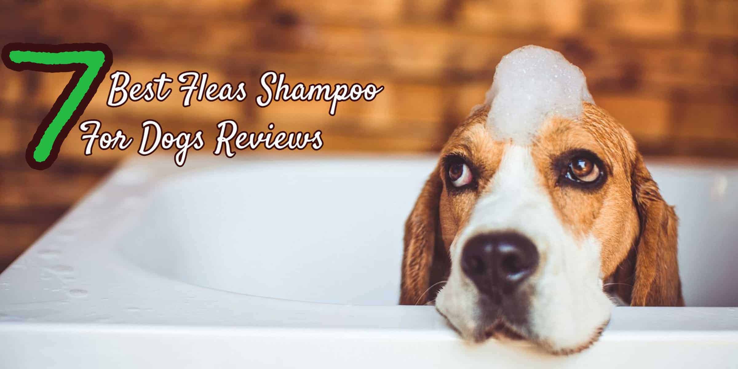 7 Best Flea Shampoos for Dogs Reviews