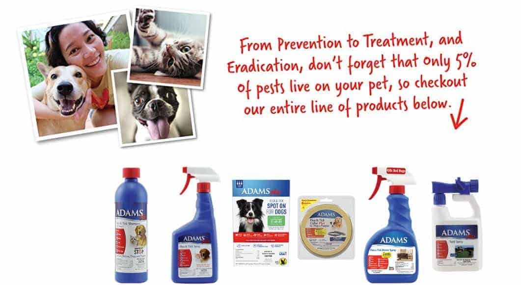 7 Best Flea Shampoos for Dogs Reviews