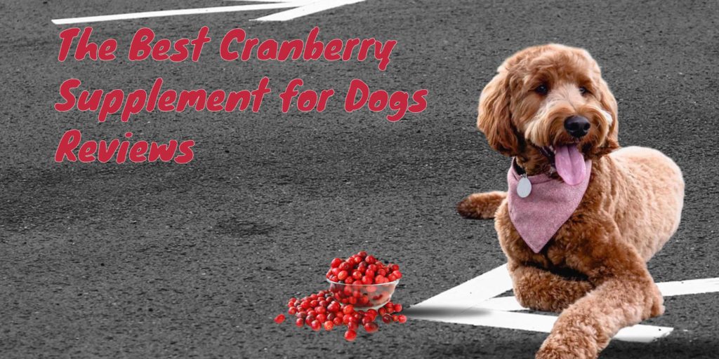 Best Cranberry Supplement For Dogs