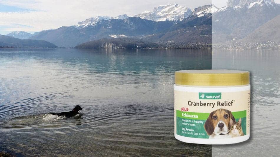 naturvet-cranberry-UTI-relief-for-dogs