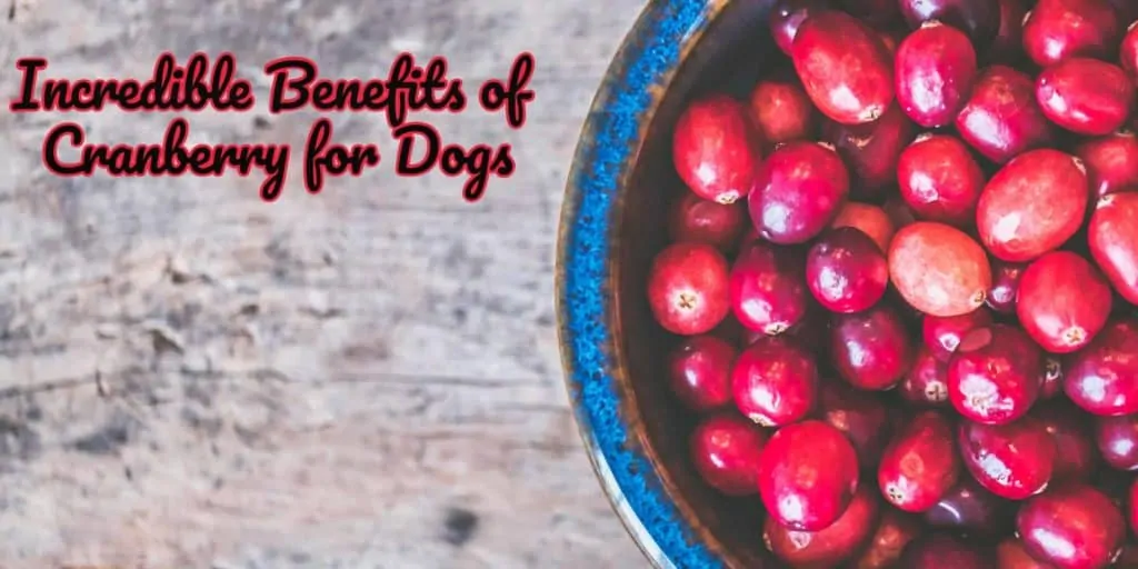 benefit of cranberry for dog